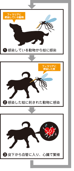フィラリア感染のしくみ