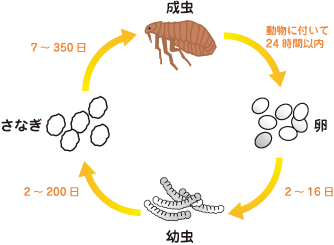ノミの生活環