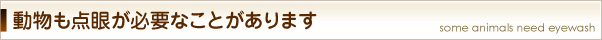 動物も点眼が必要なことがあります