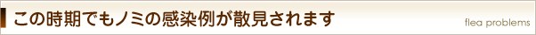 この時期でもノミの感染例が散見されます