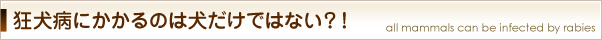 狂犬病にかかるのは犬だけではない？！