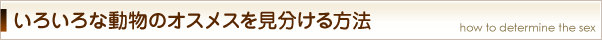 いろいろな動物のオスメスを見分ける方法