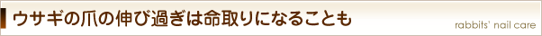 ウサギの爪の伸び過ぎは命取りになることも