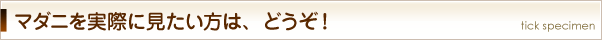 マダニを実際に見たい方は、どうぞ！