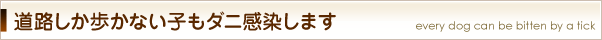 道路しか歩かない子もダニ感染します