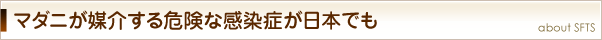 マダニが媒介する危険な感染症が日本でも