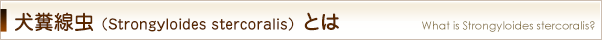 犬糞線虫（Strongyloides stercoralis）とは