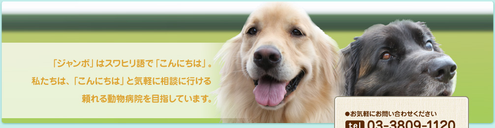 「ジャンボ」はスワヒリ語で「こんにちは」。私たちは、「こんにちは」と気軽に相談に行ける頼れる動物病院を目指しています。