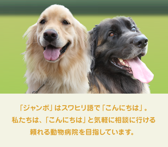 「ジャンボ」はスワヒリ語で「こんにちは」。私たちは、「こんにちは」と気軽に相談に行ける頼れる動物病院を目指しています。